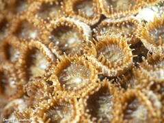 Palythoa grandiflora