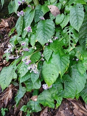 Conandron ramondioides