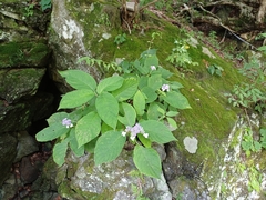 Hydrangea involucrata