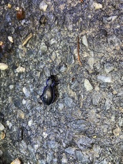 Carabus macrocephalus