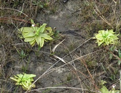 Pinguicula ionantha