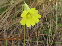 Pinguicula lutea