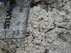 Pertusaria paratuberculifera