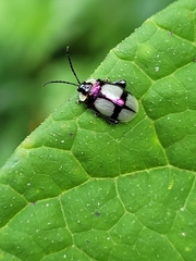 Alagoasa libentina