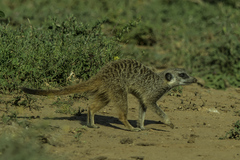 Suricata suricatta