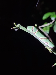 Papilionidae