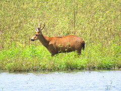 Blastocerus dichotomus
