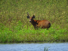 Blastocerus dichotomus