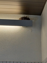 Hirundo rustica gutturalis