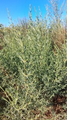 Salsola oppositifolia