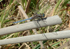 Orthetrum caffrum
