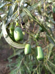 Nectandra angustifolia