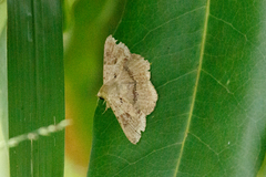 Cleora repetita