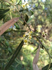 Nectandra angustifolia