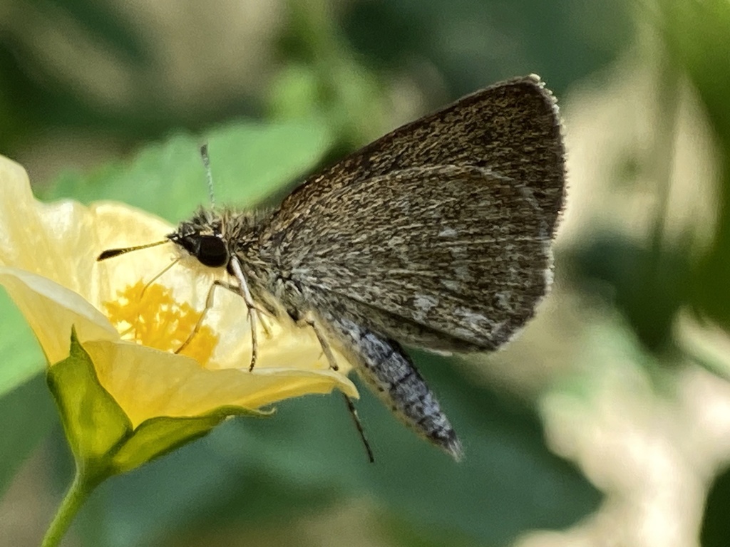 Blue Scrub Hopper