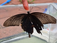 Papilionidae