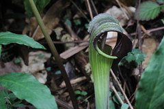 Arisaema silvestrii