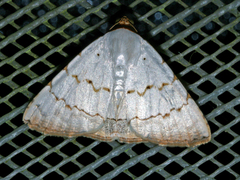 Eulepidotis alabastraria