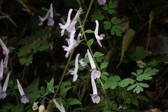 Corydalis decumbens