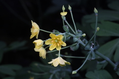 Gymnospermium kiangnanensis