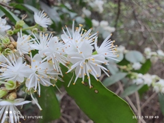 Symplocos paniculata