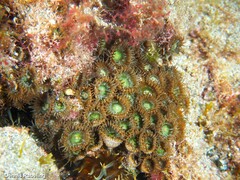 Palythoa grandiflora