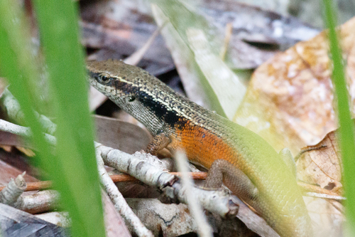 Closed-litter Rainbow-skink