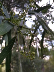 Nectandra angustifolia