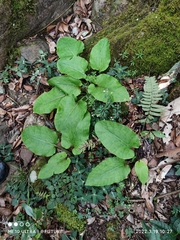 Cardiocrinum cathayanum