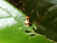 Diabroticina