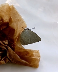 Curetis acuta paracuta