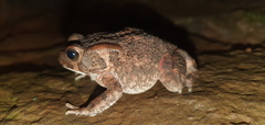 Sclerophrys gutturalis