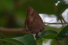 Arhopala madytus