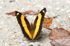 Yoma sabina