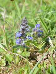 Ajuga