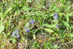 Ajuga
