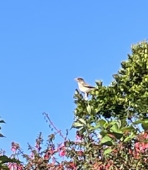 Turdus falcklandii magellanicus