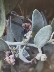 Simmondsia chinensis