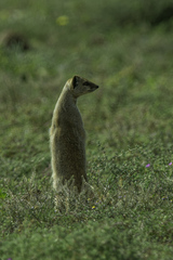 Cynictis penicillata