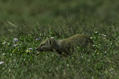 Cynictis penicillata