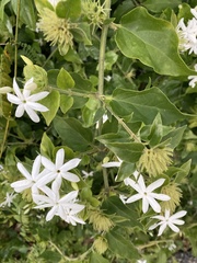Jasminum multiflorum