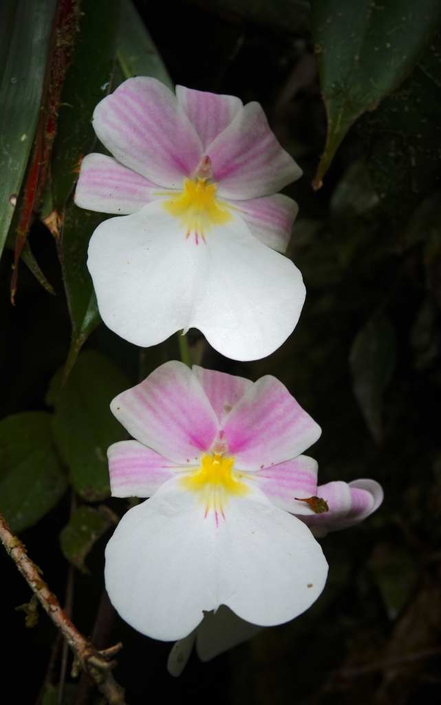 Miltoniopsis vexillaria