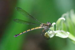 Diphlebia euphoeoides