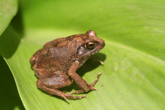 Arthroleptis stenodactylus