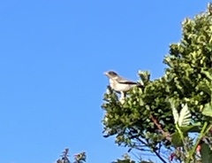 Turdus falcklandii magellanicus