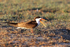 Rynchops flavirostris