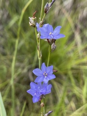 Aristea abyssinica