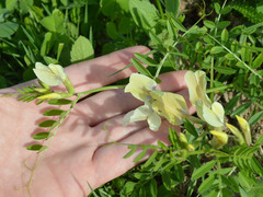 Vicia grandiflora