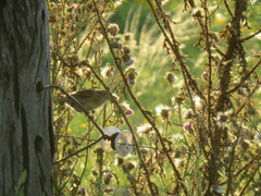 Phacellodomus striaticollis