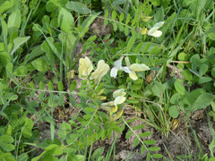 Vicia grandiflora